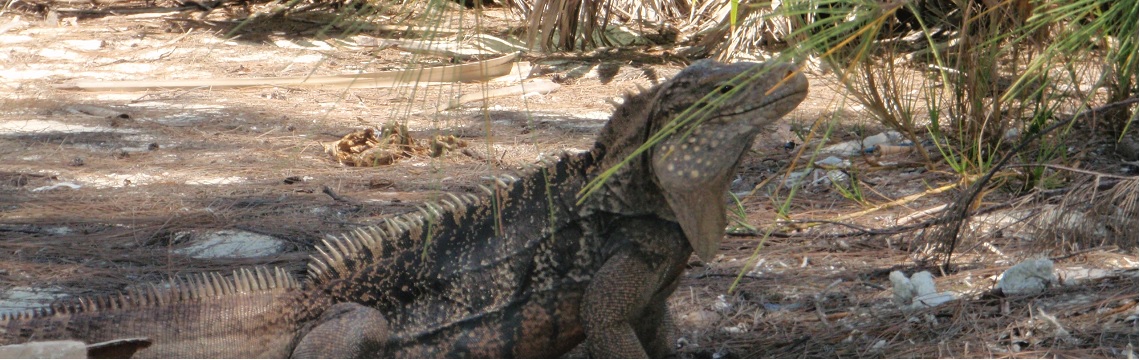 Fauna, Ciénaga de Zapata, Cuba